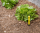ECO-ID, Anzeige Tropfsystem, min. 0,85 bar, Betriebsdruck 5,5 bar